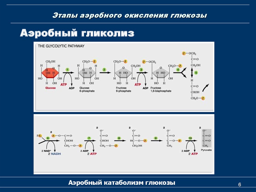 Этап катаболизма глюкозы