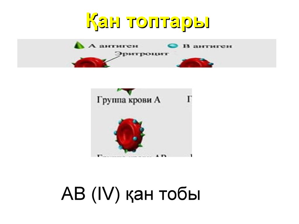 Қан топтары және қан құю резус фактор