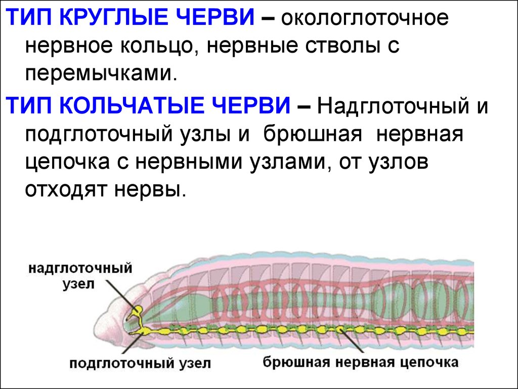 Тело нечленистое округлое. Кольчатые черви нервная система окологлоточное кольцо. Тип кольчатые черви нервная система. Нервная система круглых червей какого типа. Брюшная нервная цепочка черви.