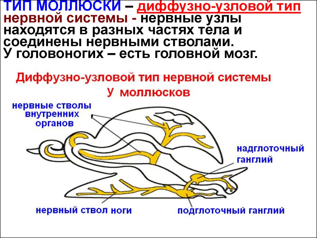 Диффузная нервная система характерна для животных типа. Типы нервной системы Узловая трубчатая. Моллюски строение нервной системы. Нервная система диффузно-узлового типа. Диффузно Узловая нервная система.