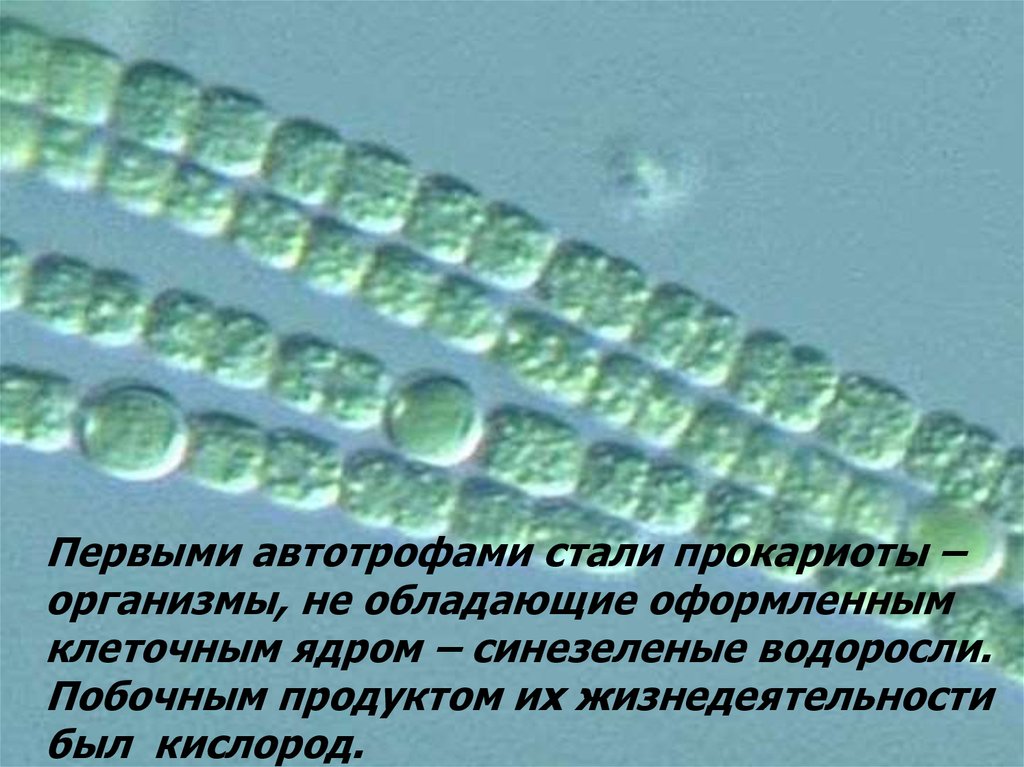 Появление фотосинтеза появление прокариот появление многоклеточных водорослей. Синезеленые водоросли ядро. Появление автотрофов. Возникновение автотрофов. Первые растения - автотрофы.