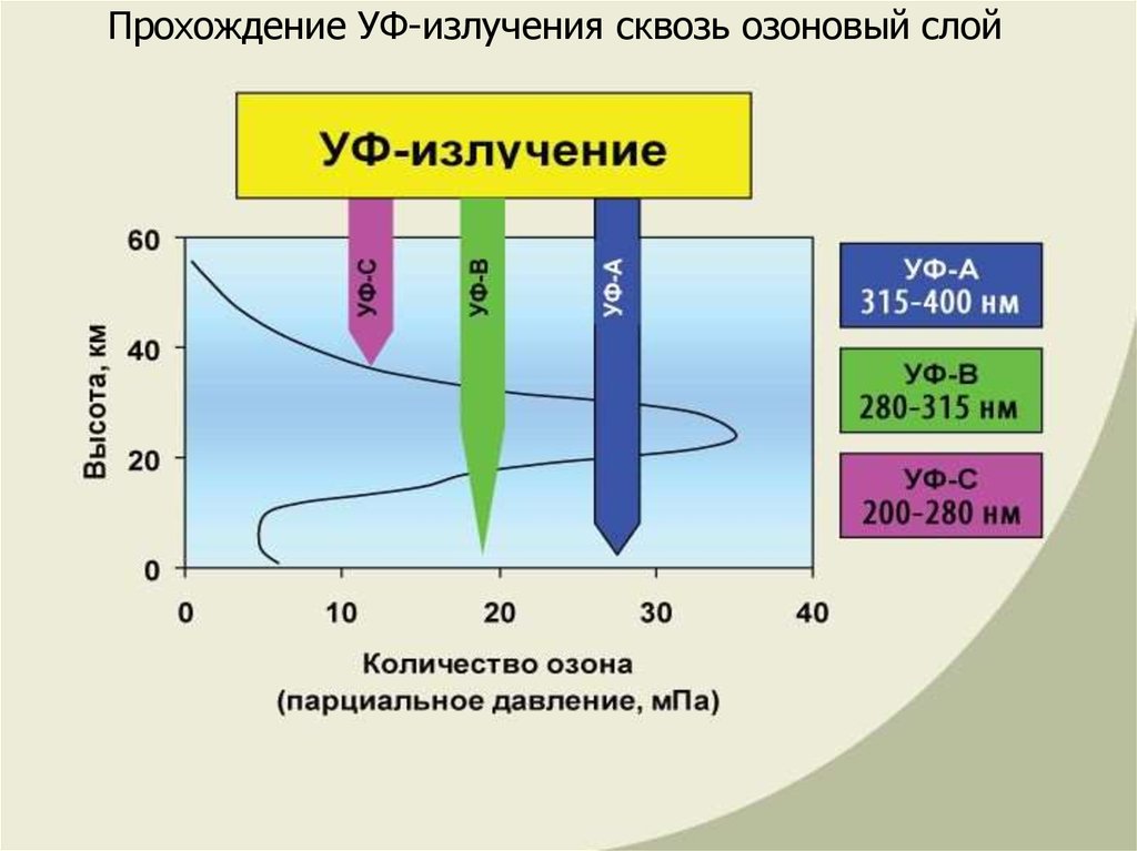 Озоновое излучение. Поглощение УФ излучения озоном. Озоновый слой и УФ-излучение. Озоновый слой поглощает ультрафиолетовое излучение. Озон поглощает ультрафиолетовые лучи.