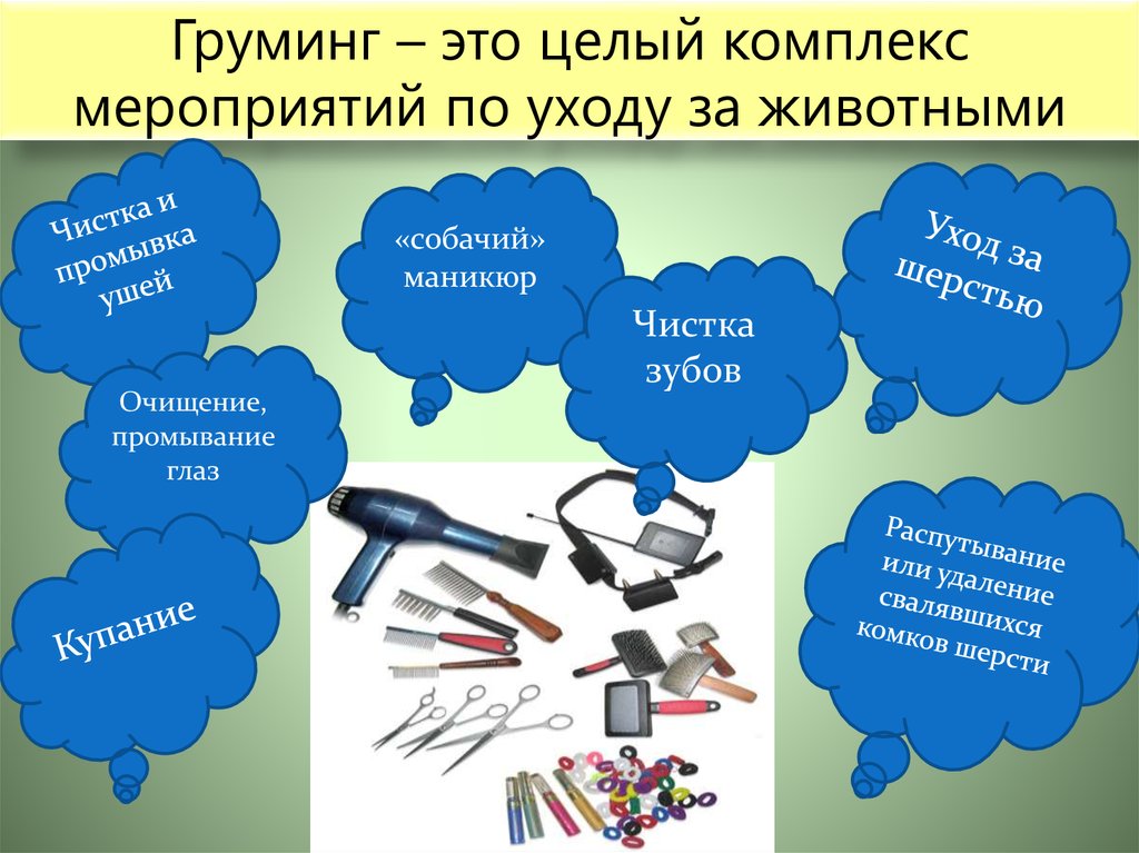 Груминг – это целый комплекс мероприятий по уходу за животными