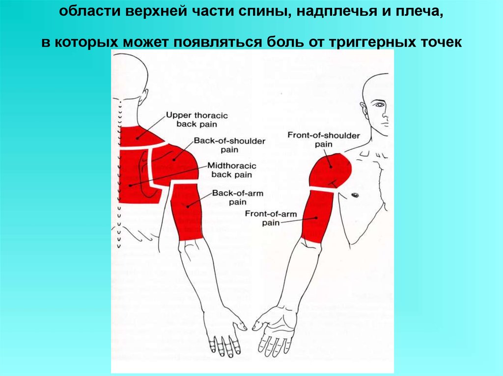 Трети левого плеча. Предплечье плечо надплечье. Области надплечья. Границы плеча. Надплечье границы.