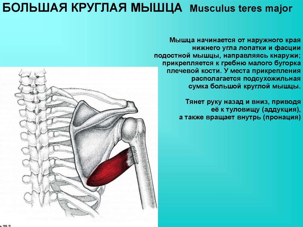 Места крепления. Большая и малая круглая мышца плеча. Терес майор мышца. Teres Major большая круглая мышца. Подостная и малая круглая мышцы.