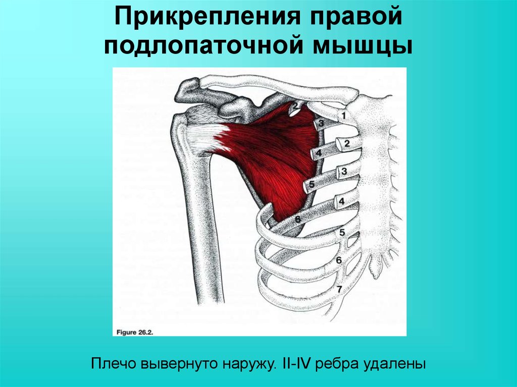 Мышцы прикрепляются с помощью. Место прикрепления подлопаточной мышцы. Подлопаточная мышца функции. Подлопаточная мышца плечевого пояса. Крепление подлопаточной мышцы.