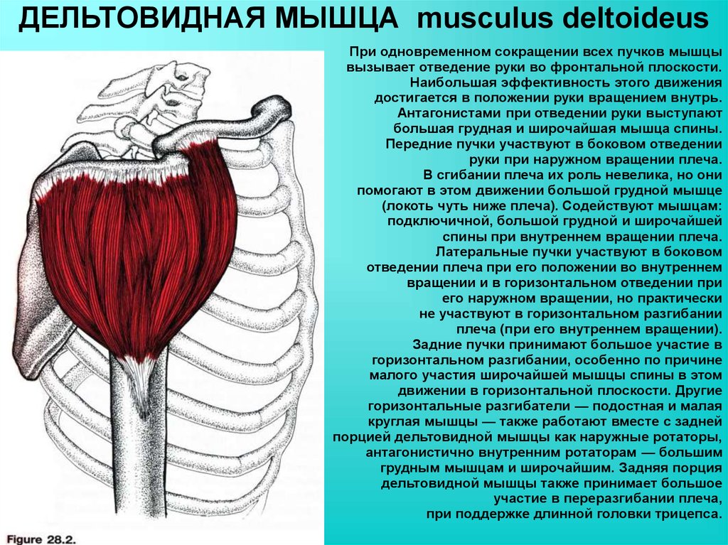 Пучок дельтовидной мышцы