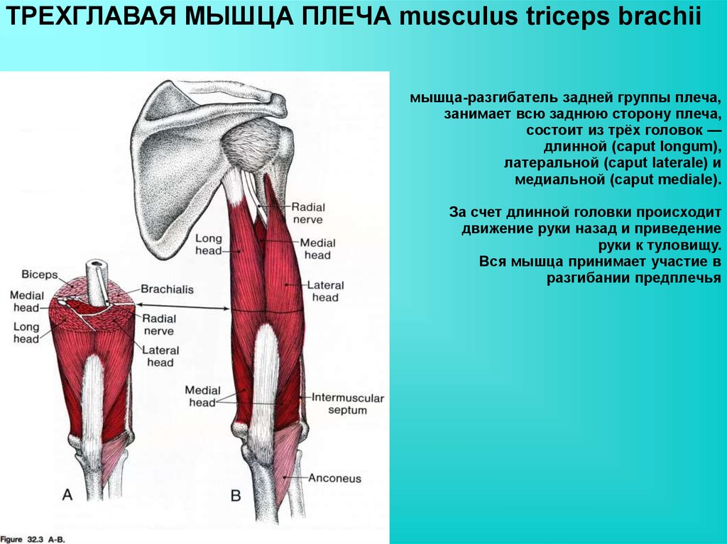 Функции мышц плеча. Мышцы верхней конечности трехглавая. Трёхглавая мышца плеча, m. Triceps brachii:. Длинная головка трехглавой мышцы функции. Длинная головка трехглавой мышцы плеча функции.