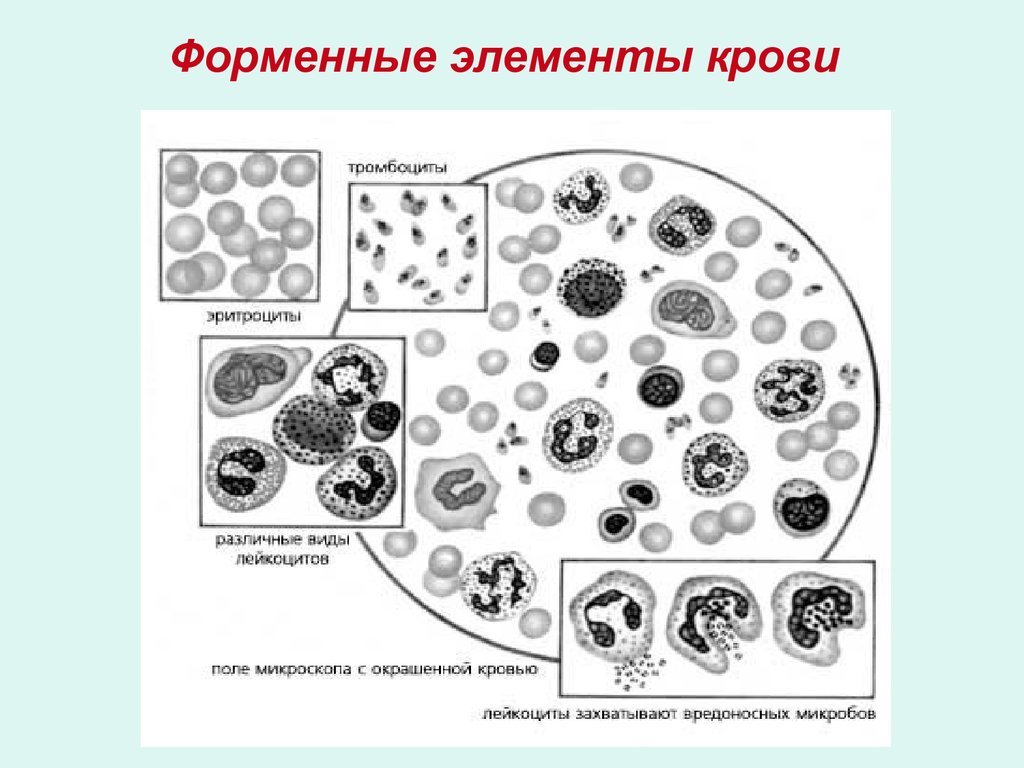 Элементы белой крови. Эритроциты лейкоциты тромбоциты рисунок. Клеточные элементы крови. Форменные элементы клетки крови. Форменные элементы крови человека рисунок.