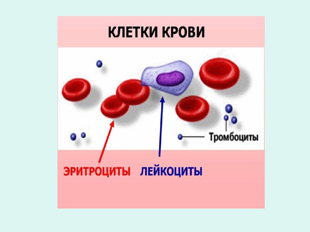 Лейкоциты определяют группу крови
