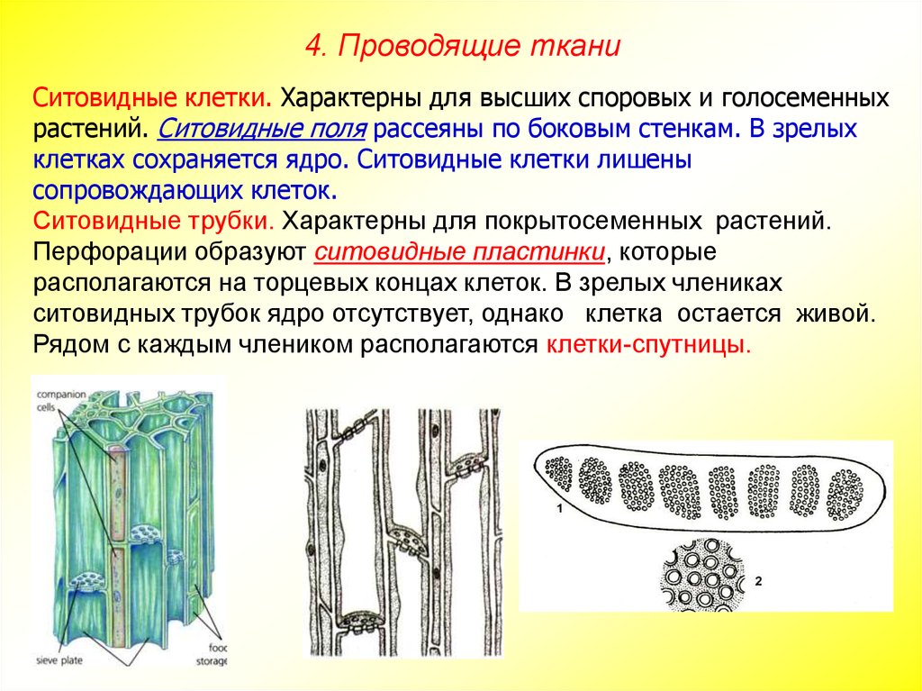 Для растительной клетки характерно. Ситовидные трубки луба. Ситовидные трубки ткань. Ситовидные трубки образуют ткань. Строение ситовидных трубок.