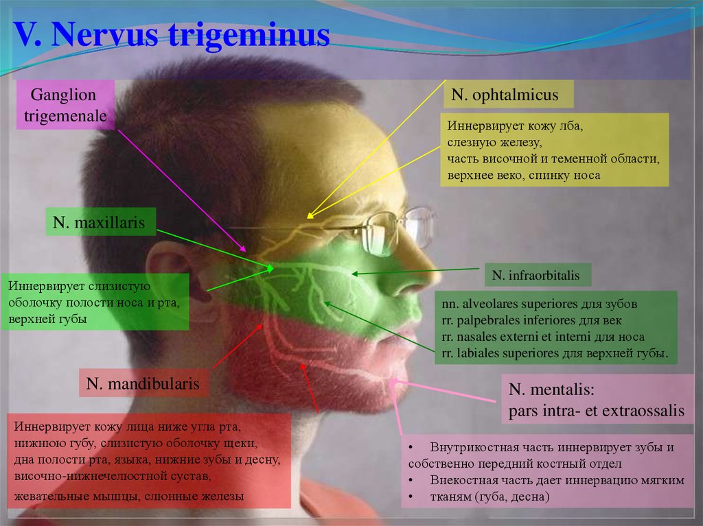 V. Nervus trigeminus