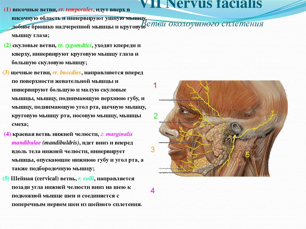 VII Nervus facialis Ветви околоушного сплетения