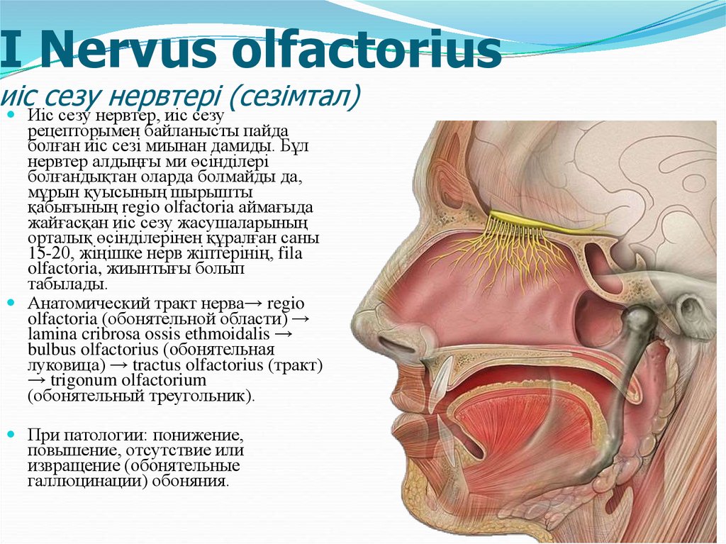 I Nervus olfactorius иіс сезу нервтері (сезімтал)