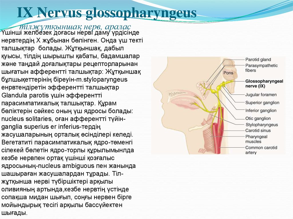 IX Nervus glossopharyngeus тілжұтқыншақ нерв, аралас