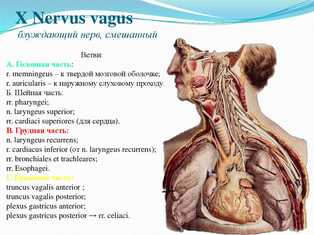 X Nervus vagus блуждающий нерв, смешанный