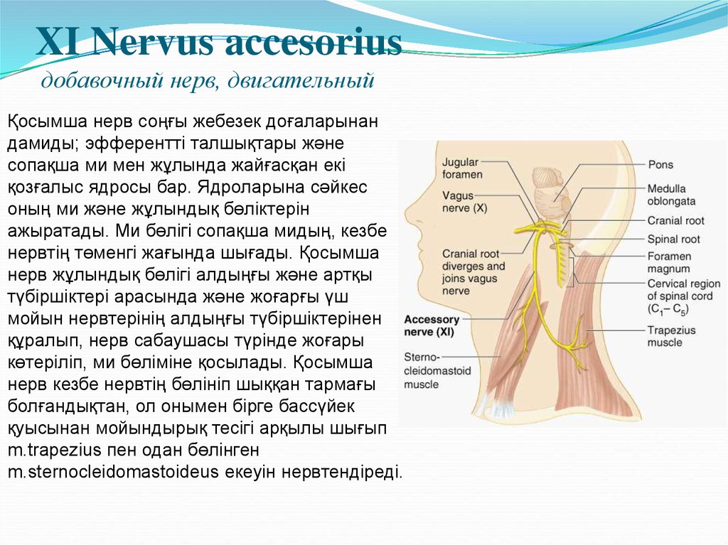 XI Nervus accesorius добавочный нерв, двигательный