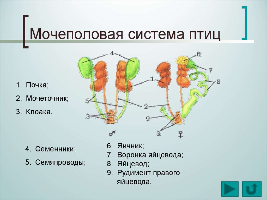 Система птиц