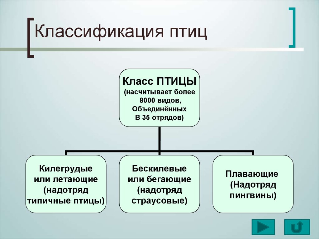 Завершите схему класс птицы