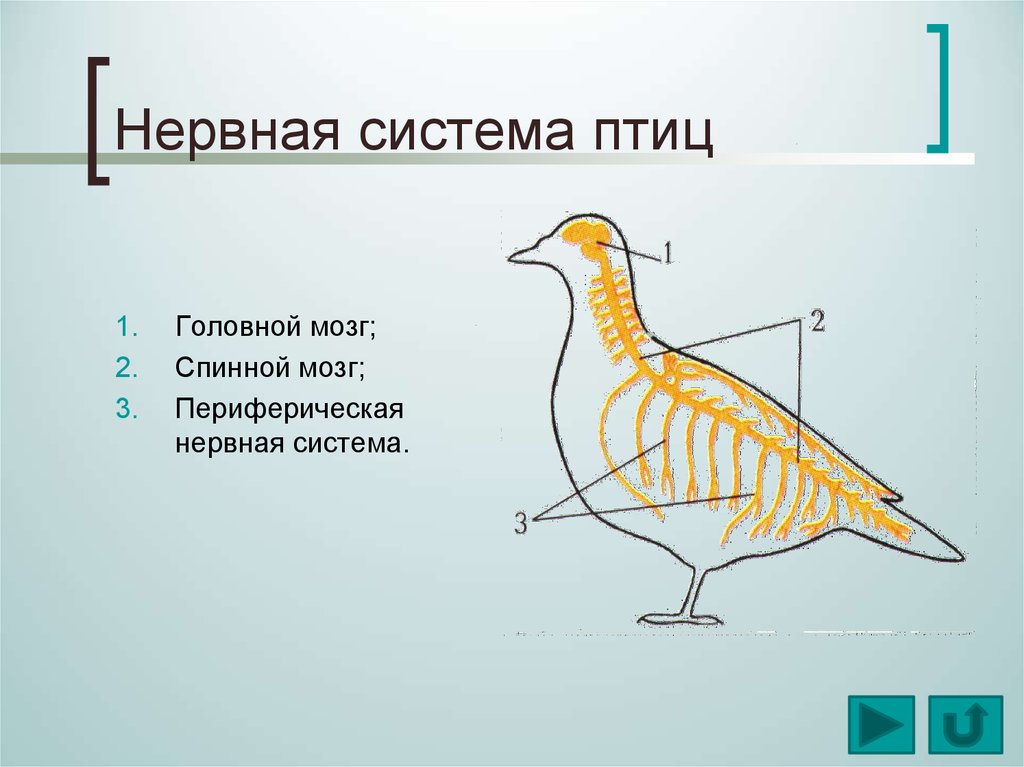 Класс птицы картинка. Нервная система птиц. Системы птиц. Спинной мозг птиц. Периферическая нервная система птиц.