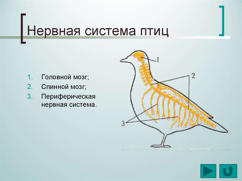 Нервная система птицы картинка