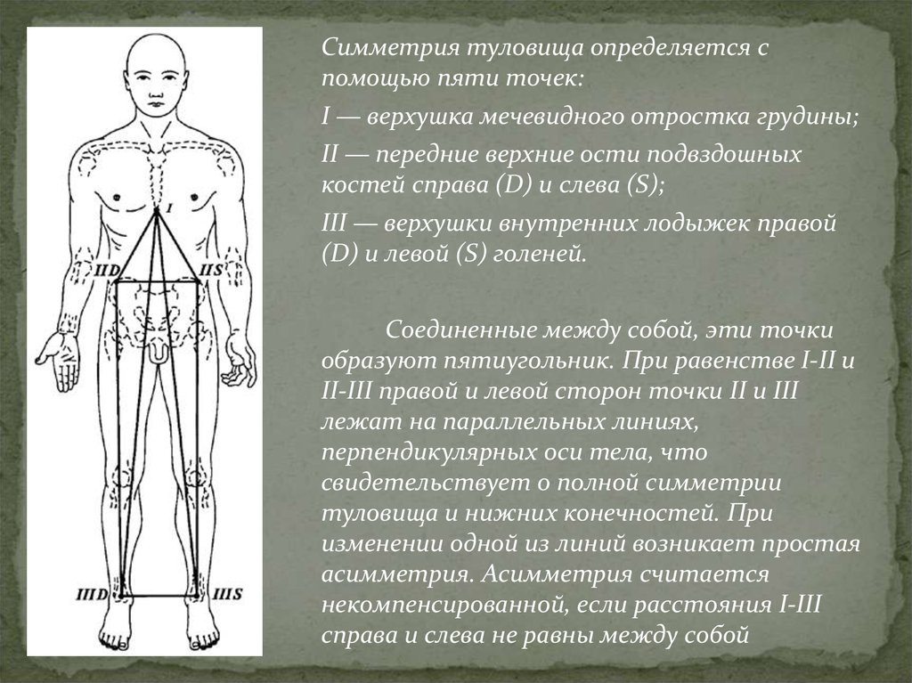 Туловище определение. Симметрия туловища определяется с помощью пяти точек. Симметрия туловища человека это. Симметричность в теле человека. Асимметрия тела и его частей.