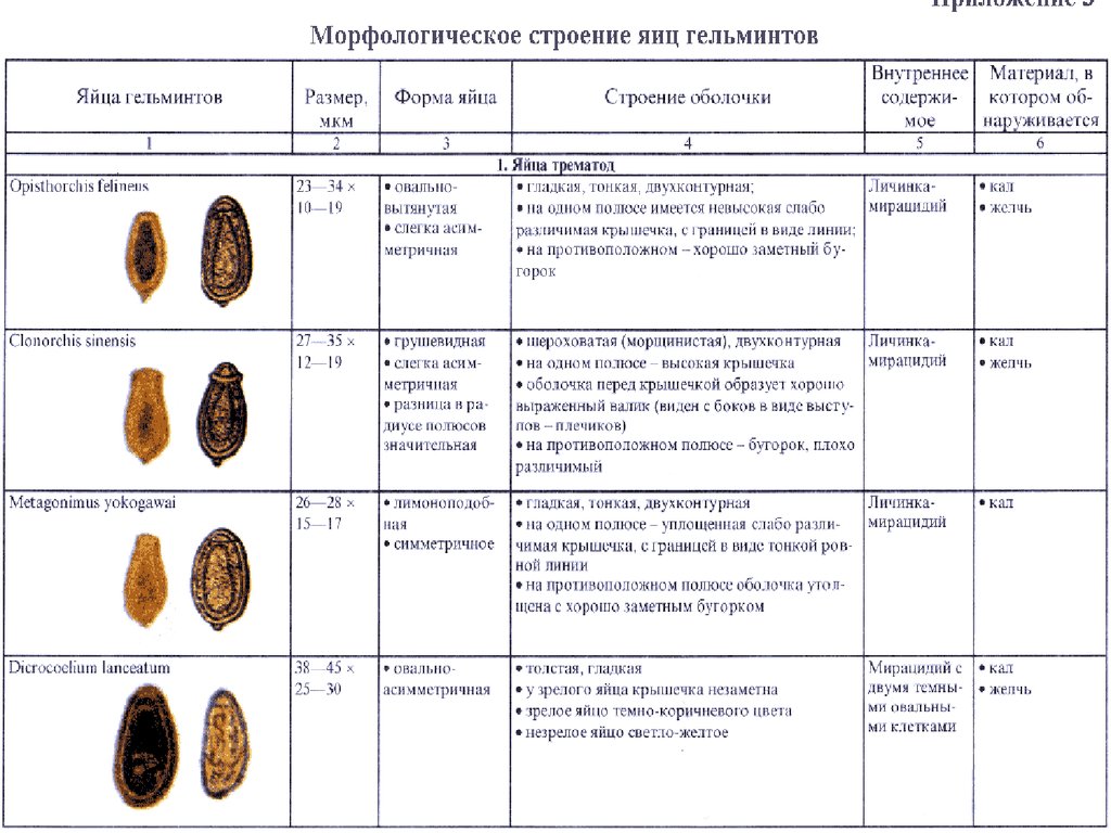 Яйца гельминтов рисунок