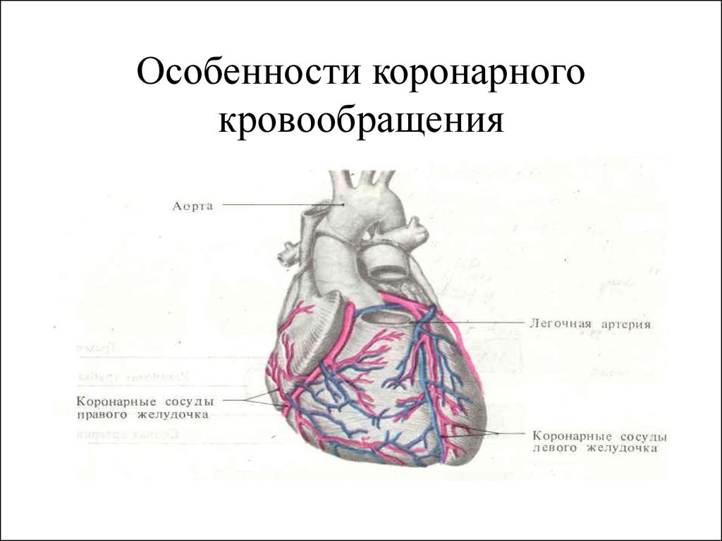 Кровоснабжение сердца анатомия схема