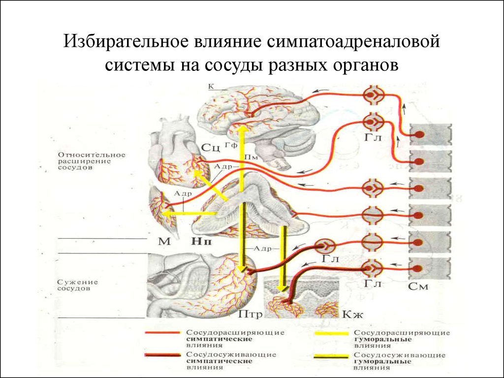 Симпато адреналовая система презентация