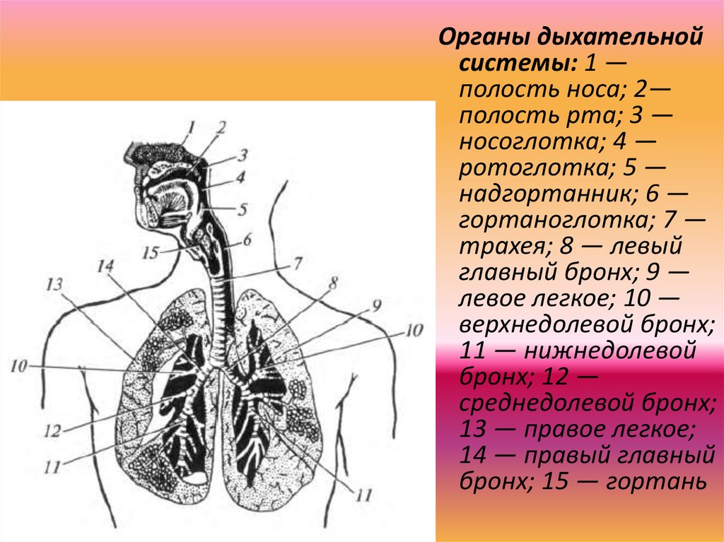 Соотнесите изображение органа дыхания с представителем класса. Строение и функции органов дыхания схема. Дыхательная система человека схема 8 класс. Дыхательная система органов дыхания биология 8 класс. Система органов дыхания человека 8 класс.