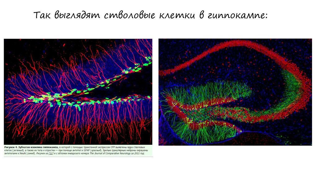 Так выглядят стволовые клетки в гиппокампе:
