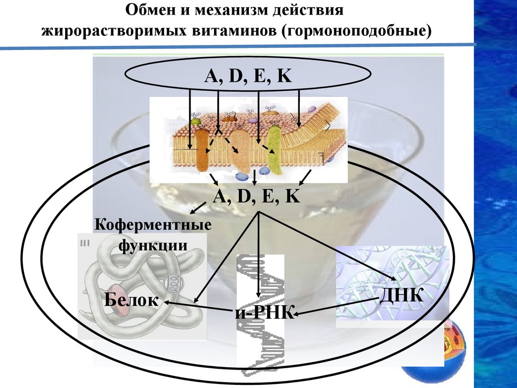 Обмен витаминов биохимия. Механизм действия жирорастворимых витаминов фармакология. Обмен и механизм действия жирорастворимых витаминов. Механизм действия витаминов. Механизм действия водорастворимых витаминов.