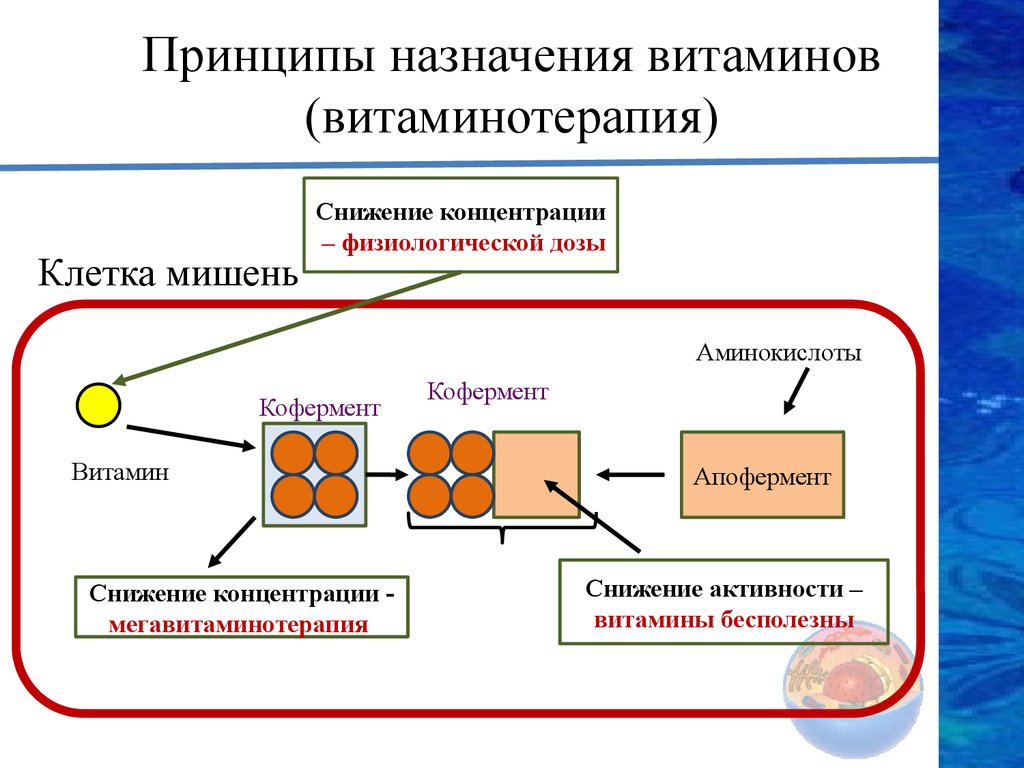 Обмен витаминов биохимия. Этапы обмена витаминов. Механизм действия водорастворимых витаминов. Виды и принципы витаминотерапии. Обмен витаминов физиология.