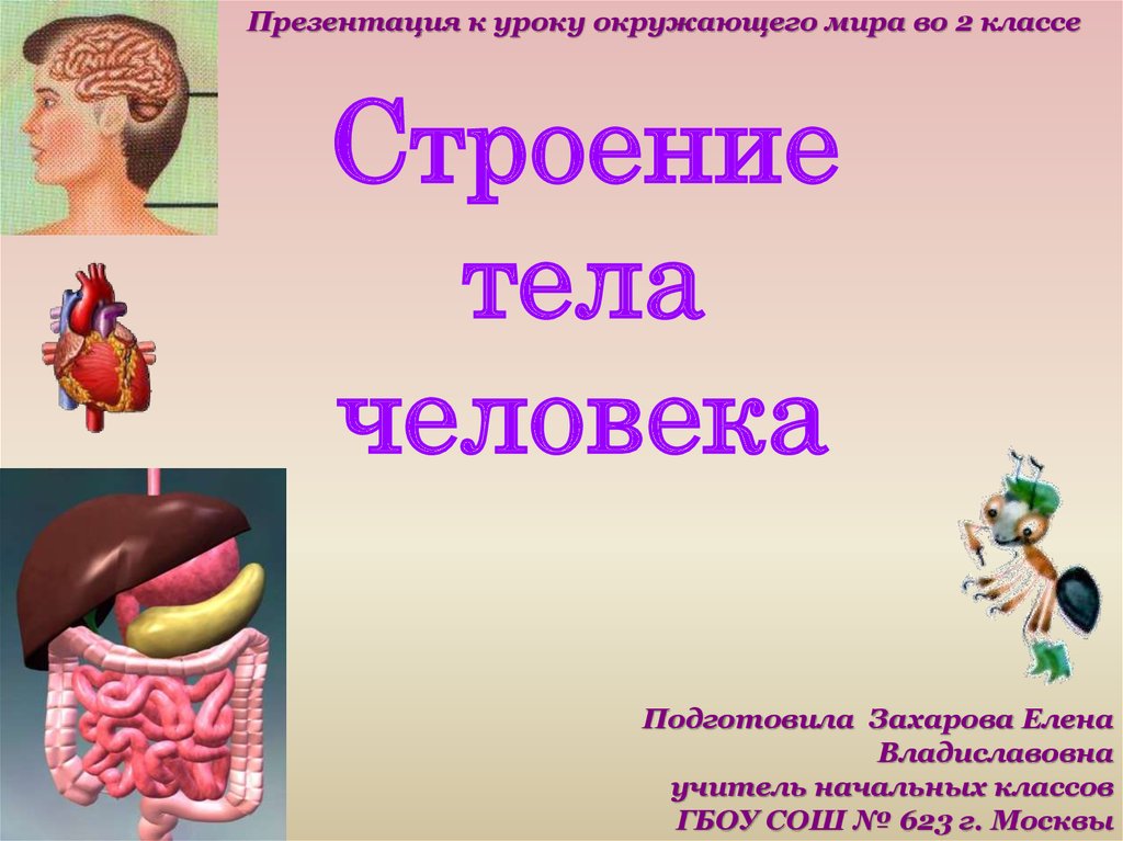 Презентация по окружающему миру 2 класс строение тела человека школа россии