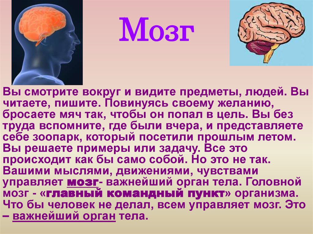 Мозг главный орган. Мозг человека информация. Мозг человека доклад. Доклад про мозг. Сообщение про мозг человека.