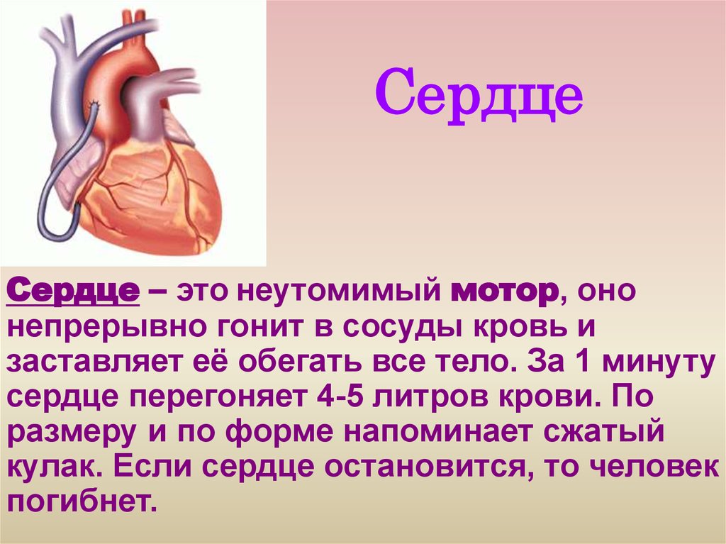Сердце человека литература