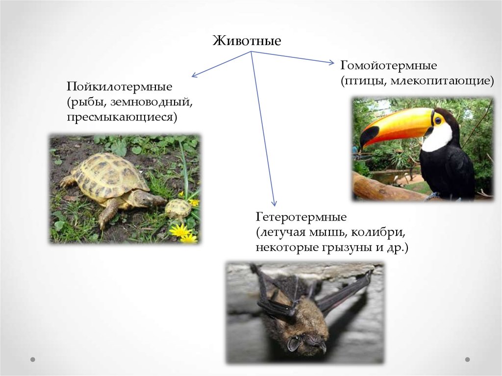 Пойкилотермные. Пойкилотермные и гомойотермные. Охарактеризуйте пойкилотермных и гомойотермных животных. Терморегуляция у пойкилотермных животных. Гомойотермия животных примеры.