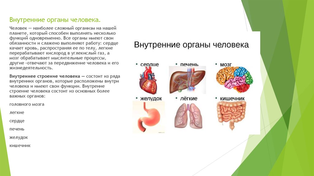 Любой орган в организме. Схема строения тела человека с внутренними органами. Таблица внутренних органов человека. Функции внутренних органов человека 2 класс. Анатомия человека жизненно важные внутренние органы.