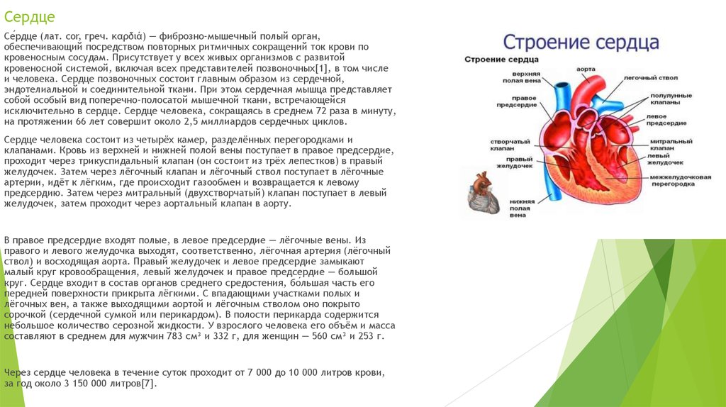 В состав какой системы входит сердце. Сердце человека представляет собой полый мышечный орган.