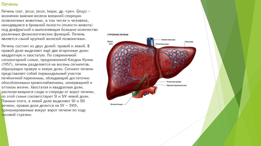 Печень является. Печень схема человека. Правая доля печени. Печень строение латынь. Строение печени доли.