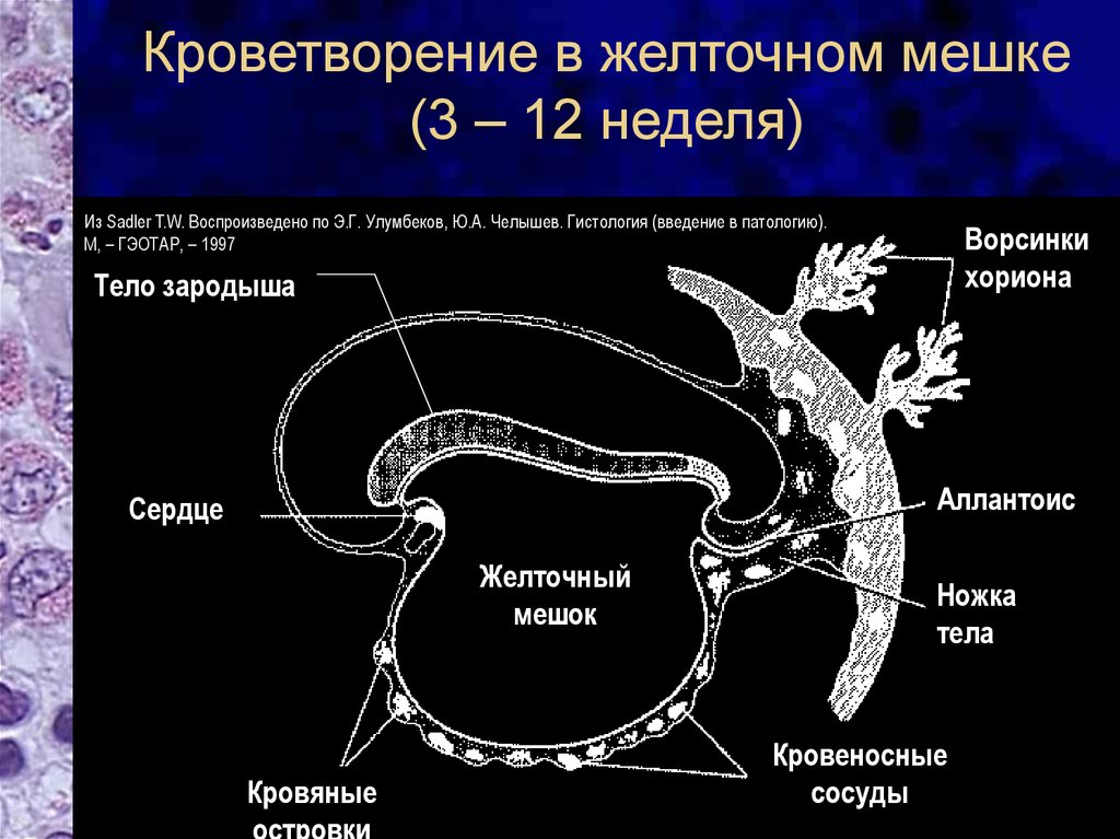 Желточный мешок. Гемопоэз в желточном мешке. Эмбриональный гемопоэз в желточном мешке. Желточный мешок человека гистология. Кроветворение в стенке желточного мешка.