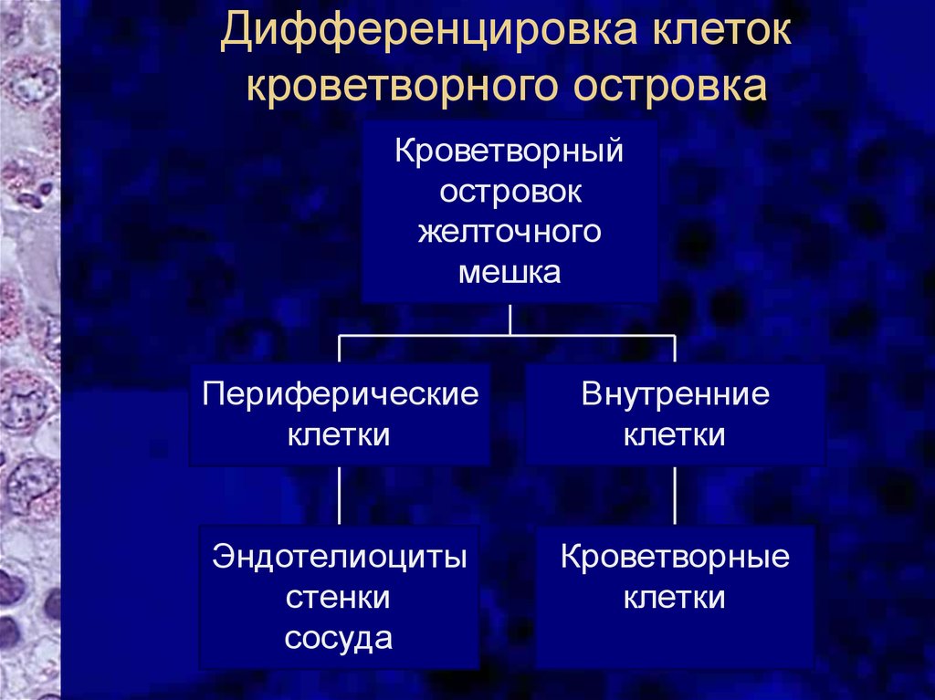 Кроветворную функцию выполняет