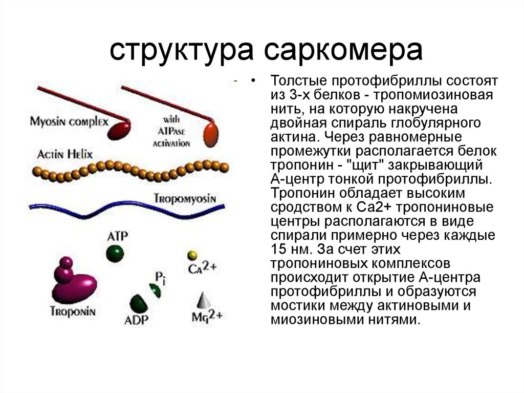 структура саркомера