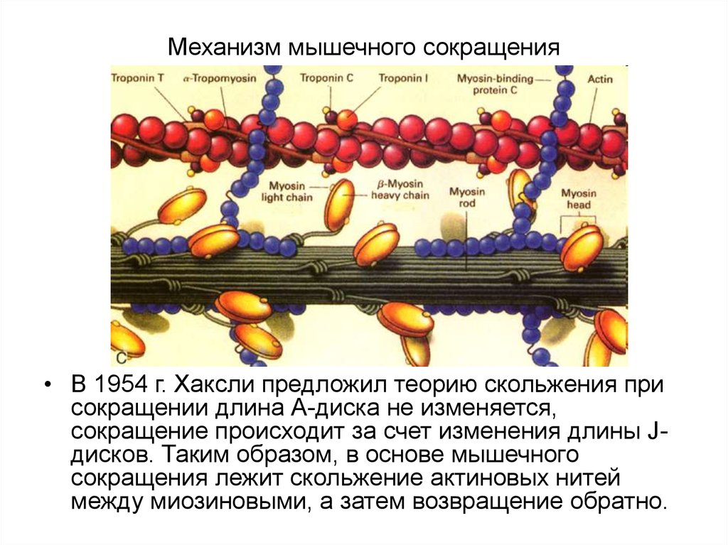 Сокращение мышечной ткани. Механизм сокращения скелетных мышц. Механизм мышечного сокращения физиология. Механизм актина и миозина. Физиологический механизм сокращения мышечного волокна.