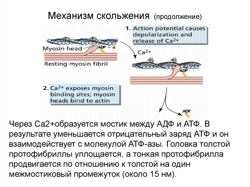 Механизмы скольжения. Протофибриллы функции. Механизм проскальзывания. • Изменение положения протофибрилл.