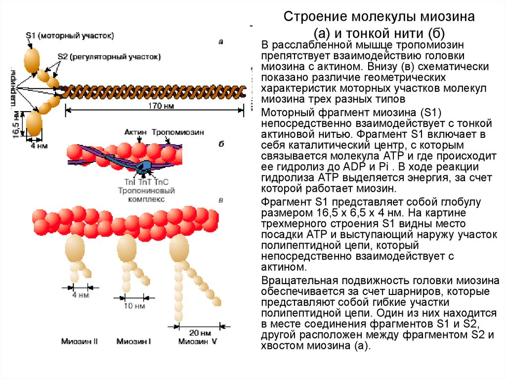 Актин ткань. Структура и функции миозина. Строение миозина физиология. Структура актина и миозина. Миозин структура белка.