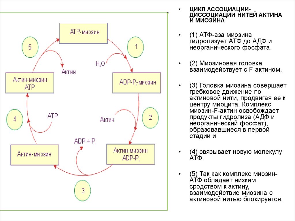 На каких этапах происходит образование атф. Характеристика цикла АДФ-АТФ. Цикл АДФ АТФ биохимия кратко. Схема цикла АТФ АДФ. Охарактеризуйте цикл АДФ-АТФ.
