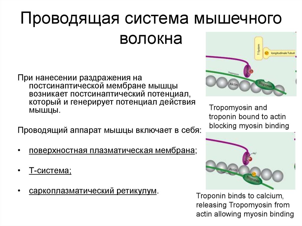 Презентация механизм сокращения мышечного волокна т система мышечного волокна