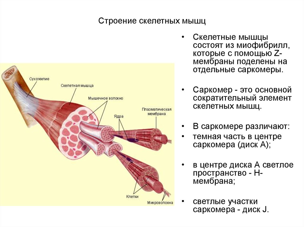 Последовательность мышечных элементов. Особенности строения скелетных мышц. Внешнее строение скелетной мышцы. Строение скелетной мышцы вид сбоку. Структурные компоненты скелетной мышцы.