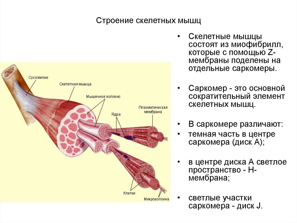 Рисунок мышечного волокна